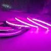 Lightrail RGBW COB896.20.RGBW LED strip glowing in magenta lighting effect.